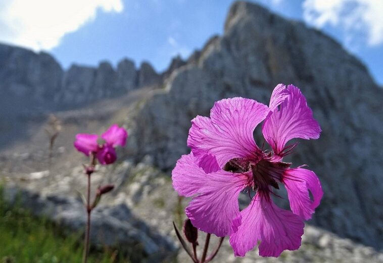 Scienza e Natura: “I Fiori di Montagna” in mostra a Giovinazzo (BA)