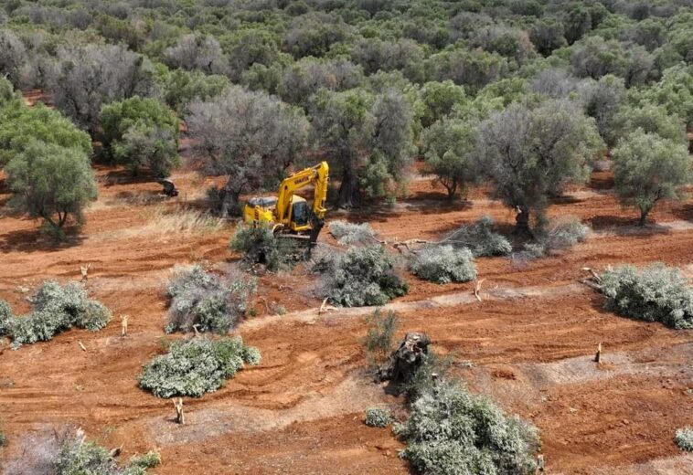 Eradicazione ulivi a Torre Guaceto, il Consorzio: “Non ci hanno ascoltati”.